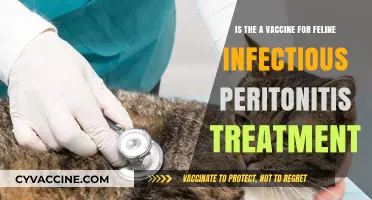Feline Infectious Peritonitis Vaccine: Treatment Options and Latest Research