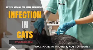 Can Cats Get Vaccinated Against Upper Respiratory Infections?