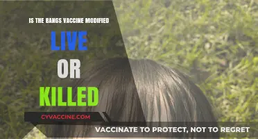 Is the Bangs Vaccine Modified Live or Killed? Explained