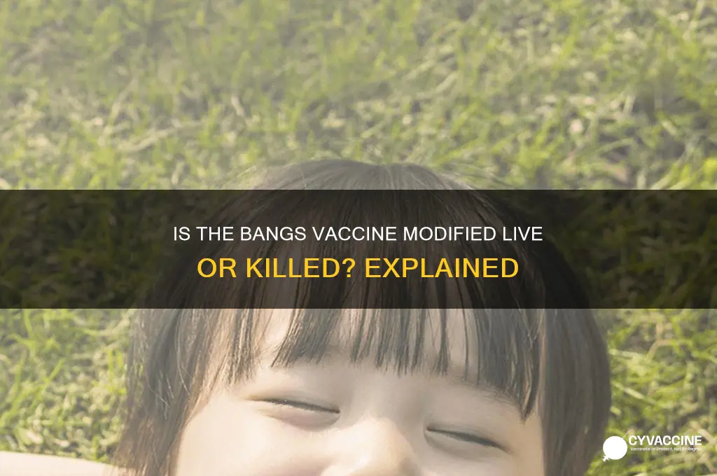 is the bangs vaccine modified live or killed
