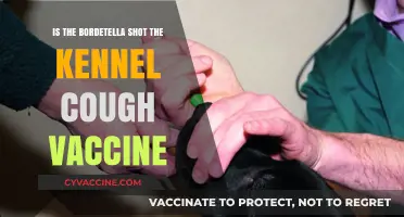 Bordetella Shot: The Kennel Cough Vaccine Explained for Pet Owners