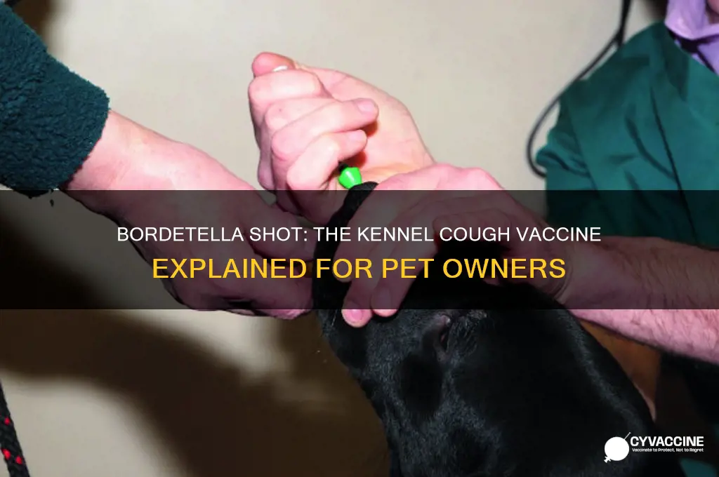 is the bordetella shot the kennel cough vaccine