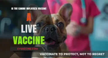 Canine Influenza Vaccine: Live or Not? What Owners Need to Know