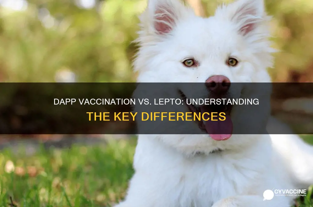 is the dapp vaccination the same as lepto