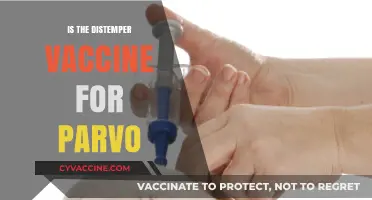 Distemper Vaccine: Does It Protect Against Parvo in Dogs?