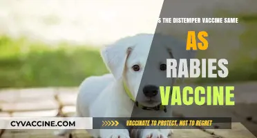 Distemper vs. Rabies Vaccine: Are They the Same Protection?