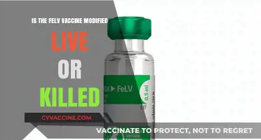 Understanding the FELV Vaccine: Modified Live or Killed?