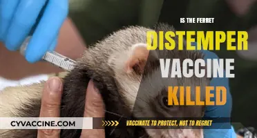 Debunking Myths: The Truth About Ferret Distemper Vaccines