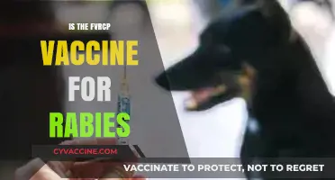 Understanding Rabies Prevention: The FVRCP Vaccine Explained
