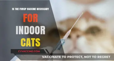 FVRCP Vaccine for Indoor Cats: Essential or Optional?