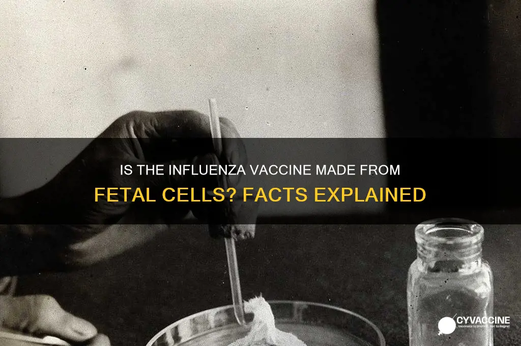 is the influenza vaccine made from fetal cells