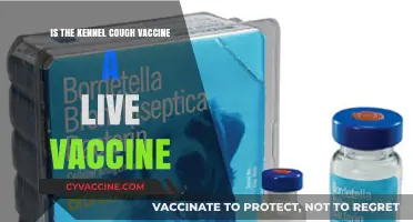 Is Kennel Cough Vaccine Live? Understanding Bordetella Vaccination