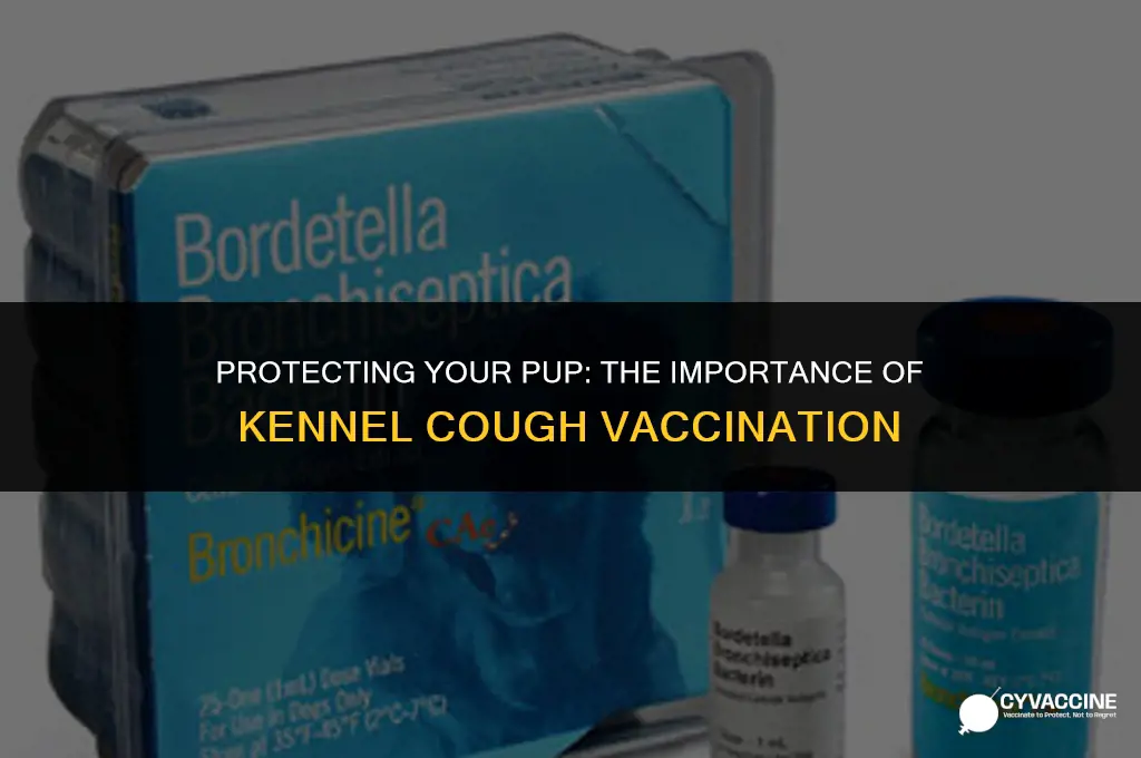 is the kennel cough vaccine necessary