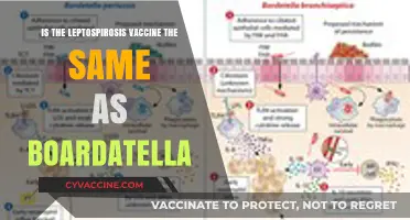 Leptospirosis vs. Bordetella Vaccine: Are They the Same or Different?