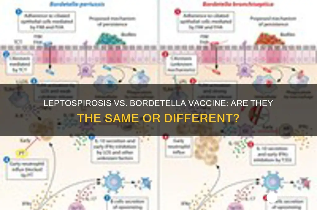 is the leptospirosis vaccine the same as boardatella