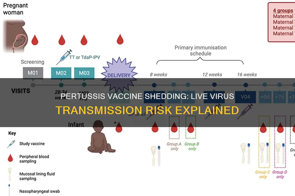 is the live virus shed after pertussis vaccine