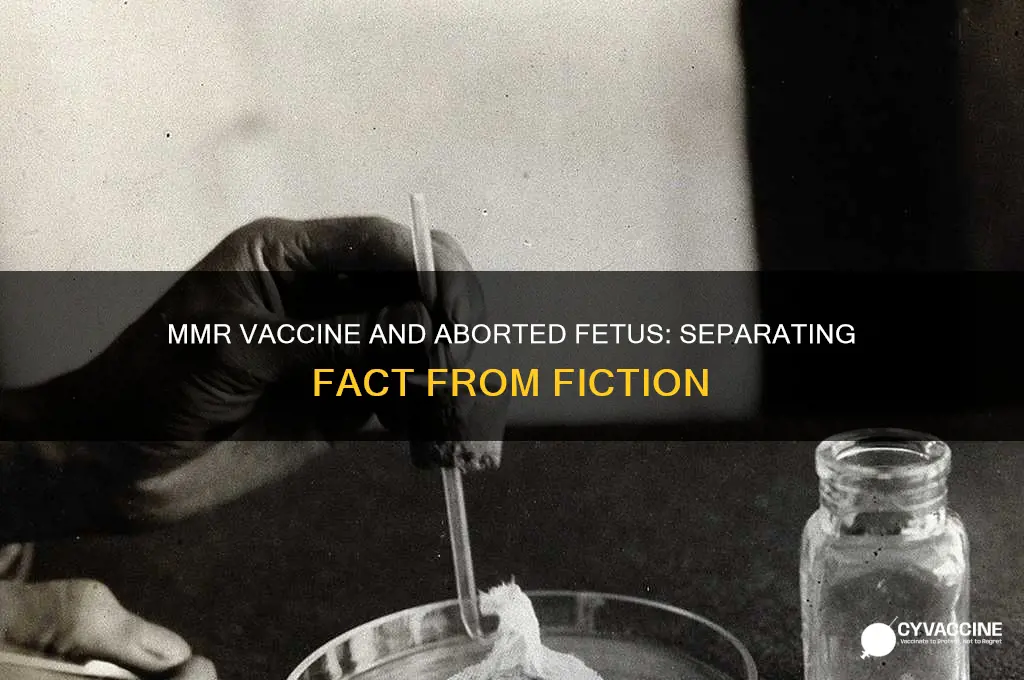 is the mmr vaccine made from aborted fetus
