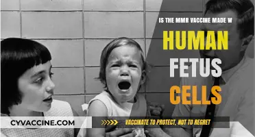 MMR Vaccine and Human Fetus Cells: Separating Fact from Fiction