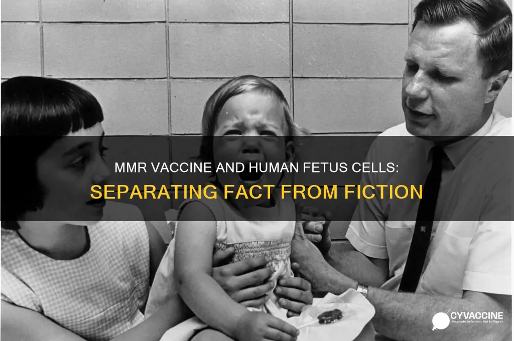 is the mmr vaccine made w human fetus cells
