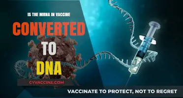 Can mRNA Vaccines Convert to DNA? Separating Fact from Fiction