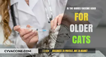 Rabies Vaccine for Senior Cats: Benefits, Risks, and Recommendations