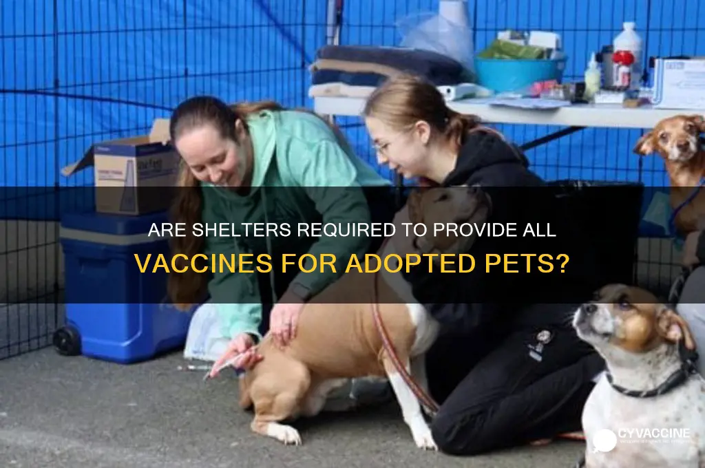 is the shelter supposd to provide all vaccines
