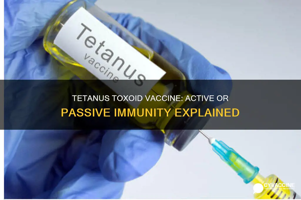 is the tetanus toxoid vaccine active or passive immunity