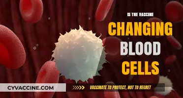 Exploring the Myth: Does the Vaccine Alter Blood Cells?