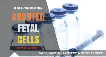 Vaccines and Fetal Cells: Separating Fact from Fiction