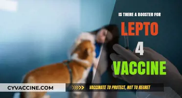 Lepto 4 Vaccine Booster: Availability, Benefits, and Importance Explained