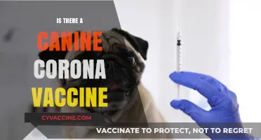 Protecting Our Furry Friends: The Latest on Canine Coronavirus Vaccines