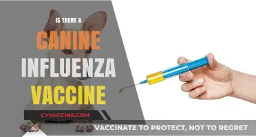 Protecting Your Pup: The Canine Influenza Vaccine Explained