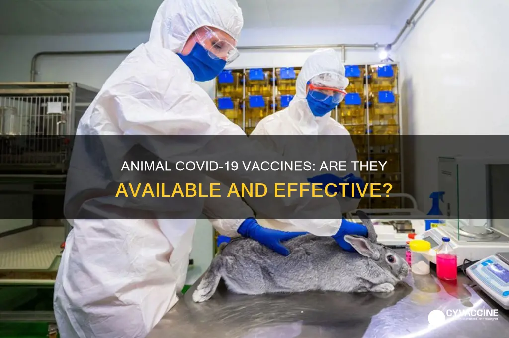 is there a corona virus vaccine for animals