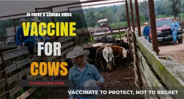 Exploring the Possibility of a Coronavirus Vaccine for Cows