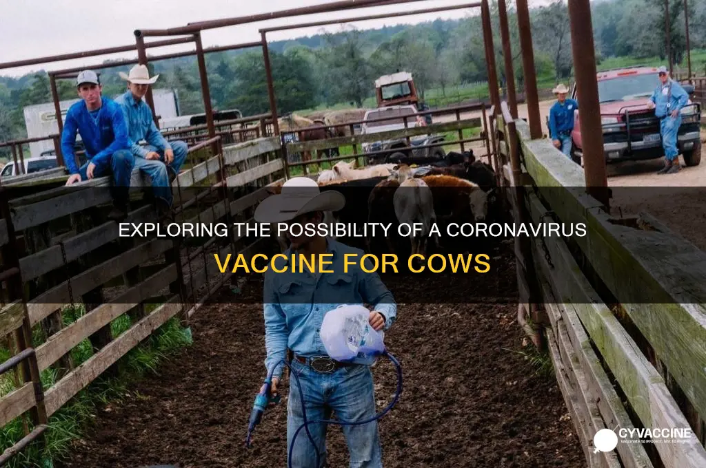 is there a corona virus vaccine for cows