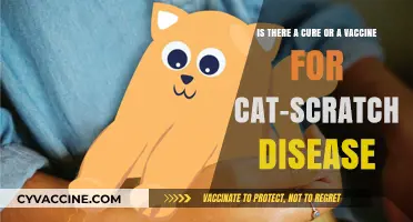 Cat-Scratch Disease: Exploring Treatment Options and Vaccine Possibilities