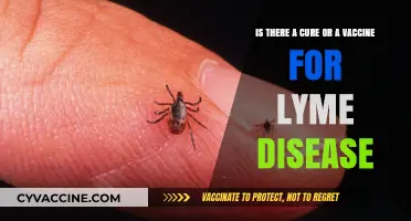 Lyme Disease: Exploring Current Treatments and Vaccine Development Progress