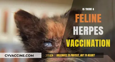Protecting Your Feline Friend: The Truth About Herpes Vaccinations