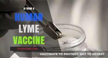 Exploring the Quest for a Human Lyme Vaccine: Hope on the Horizon?
