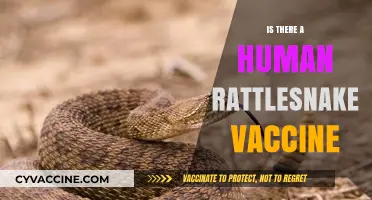 Exploring the Quest for a Human Rattlesnake Vaccine