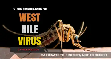 Human Vaccine for West Nile Virus: Current Status and Research