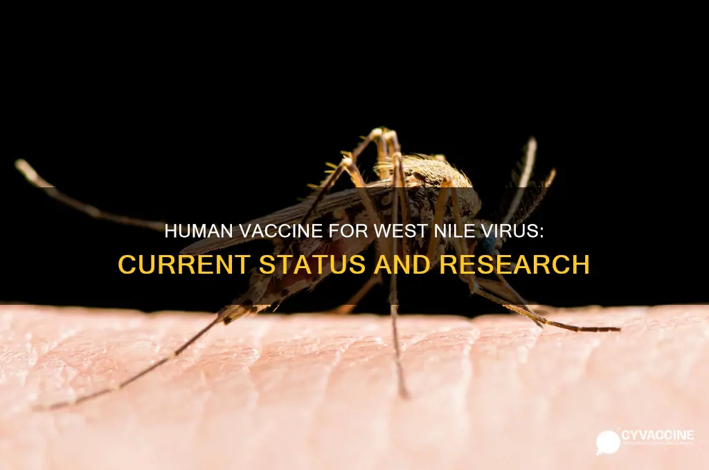 is there a human vaccine for west nile virus