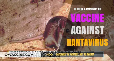 Hantavirus: Exploring Immunity and Vaccine Development Possibilities