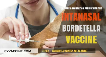 Understanding the Incubation Period of the Intranasal Bordetella Vaccine