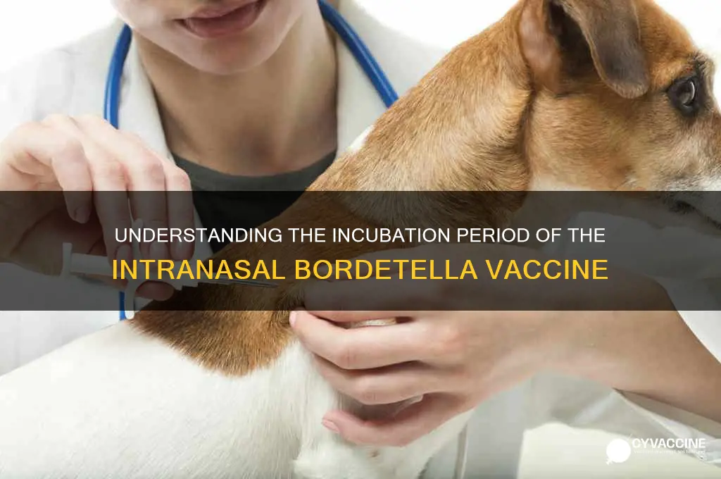 is there a incubation period with the intanasal bordetella vaccine