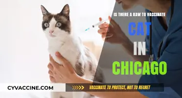 Chicago Cat Vaccination Laws: What Every Pet Owner Should Know