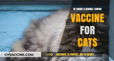 Kennel Cough in Cats: Vaccine Availability and Prevention Tips