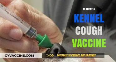 Kennel Cough Vaccine: Protection, Availability, and What Pet Owners Need to Know