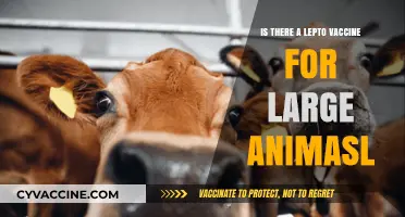 Lepto Vaccine for Large Animals: Availability, Benefits, and Importance