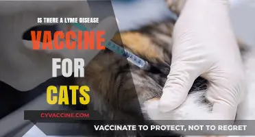 Lyme Disease Vaccine for Cats: Availability, Benefits, and Risks Explained